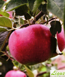 Drzewka owocowe - Jabłoń: Delikates