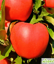 Drzewka owocowe -Jabłoń: Gala Must