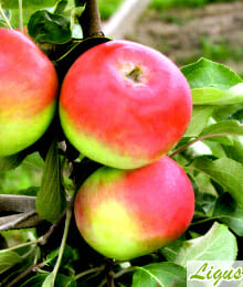 Drzewka owocowe -Jabłoń: Geneva Early
