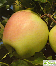 Drzewka owocowe - Jabłoń: Golden Delicious Reinders