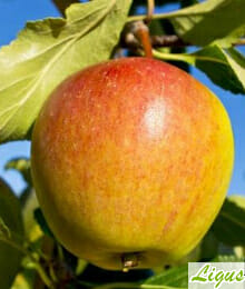 Drzewka owocowe - Jabłoń: Koksa pomarańczowa