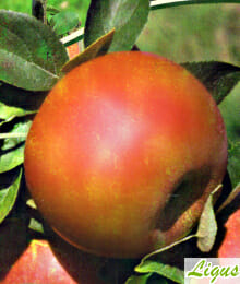 Drzewka owocowe - Jabłoń kolumnowa