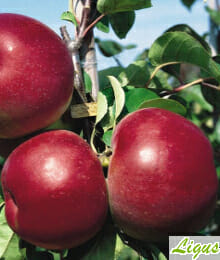 Drzewka owocowe - Jabłoń: Lired