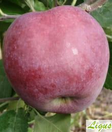 Drzewka owocowe - Jabłoń: Malinówka