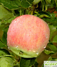 Drzewka owocowe - Jabłoń: Piros