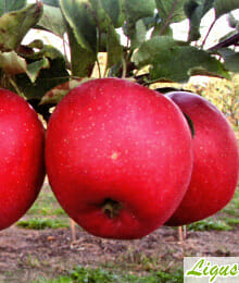 Drzewka owocowe - Jabłoń: Szampion Reno2