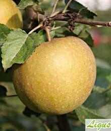 Drzewka owocowe - Jabłoń: Szara Reneta