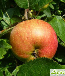 Drzewka owocowe - Jabłoń: Złota Reneta
