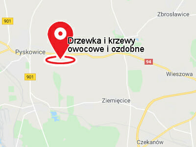 krzewy drzewka owocowe ozdobne Zawada