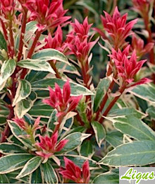 krzewy ozdobne - Pieris-"Forest flame"